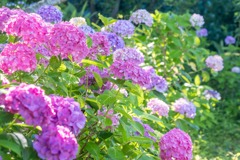 大鐘家の紫陽花（１）
