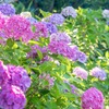 大鐘家の紫陽花（１）
