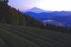 富士山と茶畑２