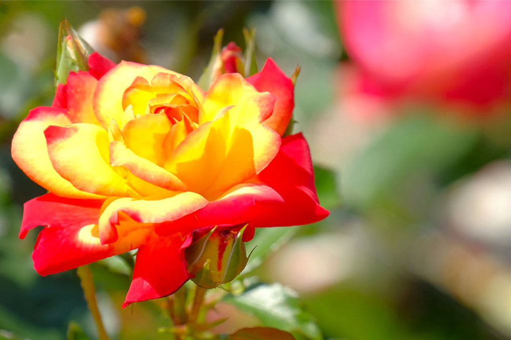 島田バラの丘公園（５）