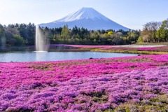 富士山芝桜まつり（１）