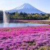富士山芝桜まつり（１）