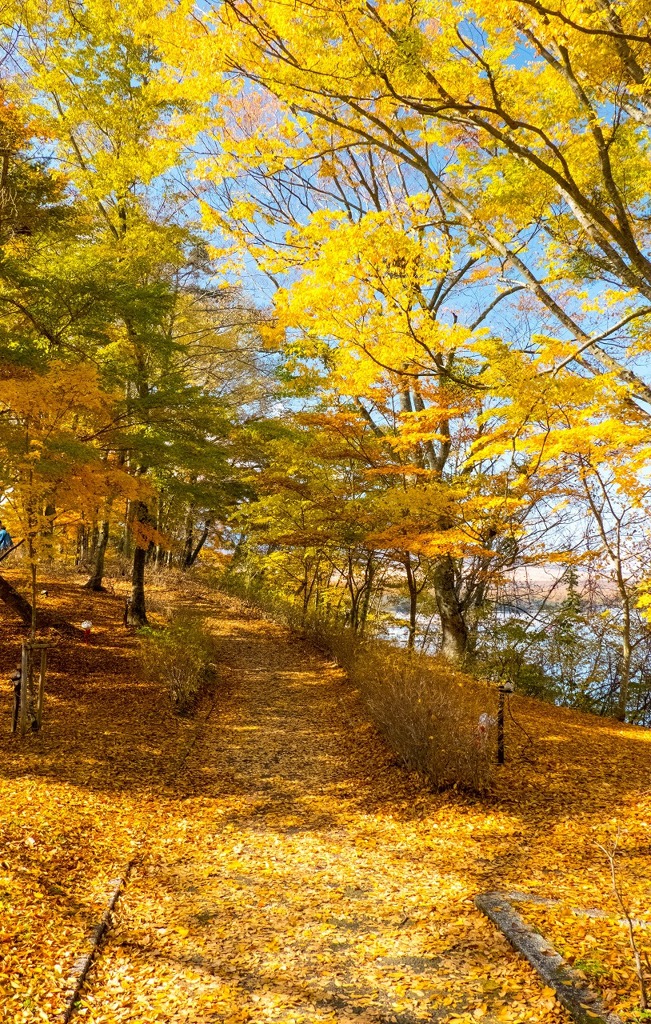 山中湖の紅葉（３）
