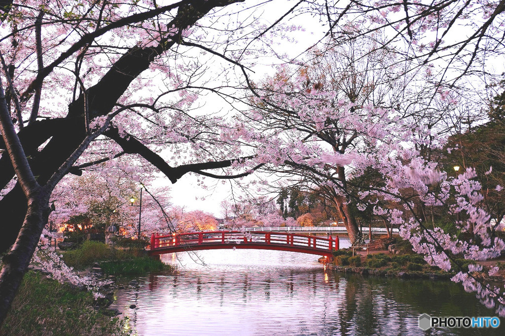 臥竜公園の桜４