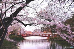 臥竜公園の桜４