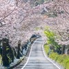家山桜のトンネル