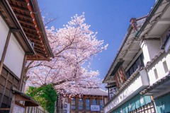 京都の春（１）