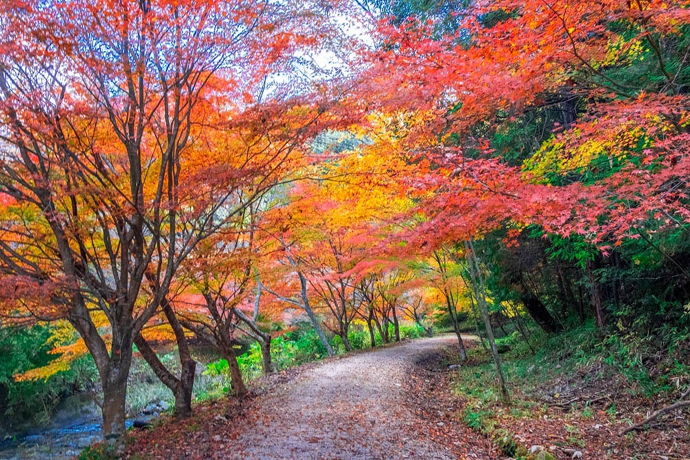 小原四季桜（６）