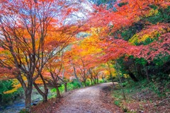小原四季桜（６）