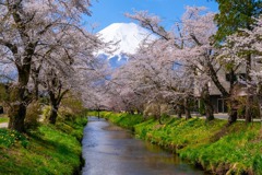 富士山と桜（２）