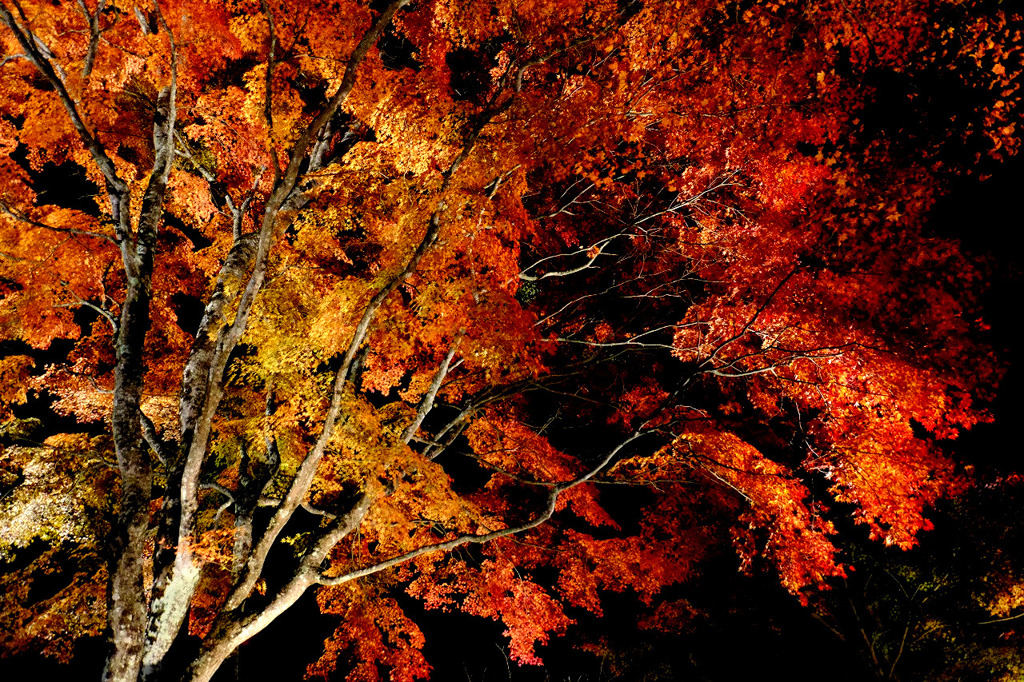山中湖紅葉祭り７