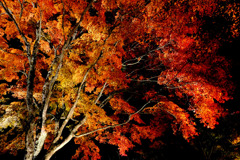 山中湖紅葉祭り７