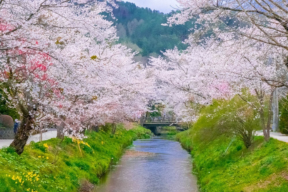 忍野八海の桜（９）