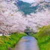 忍野八海の桜（９）