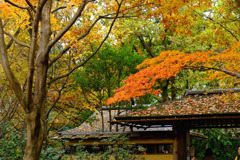 昭和記念公園３