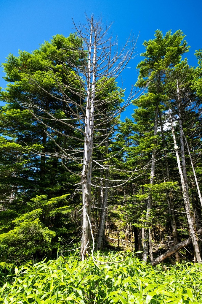 坪庭探勝路（４）