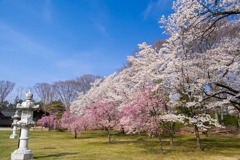 松本護国神社の桜（２）