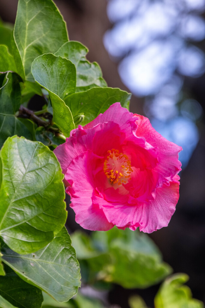 完成間近の首里城（12）