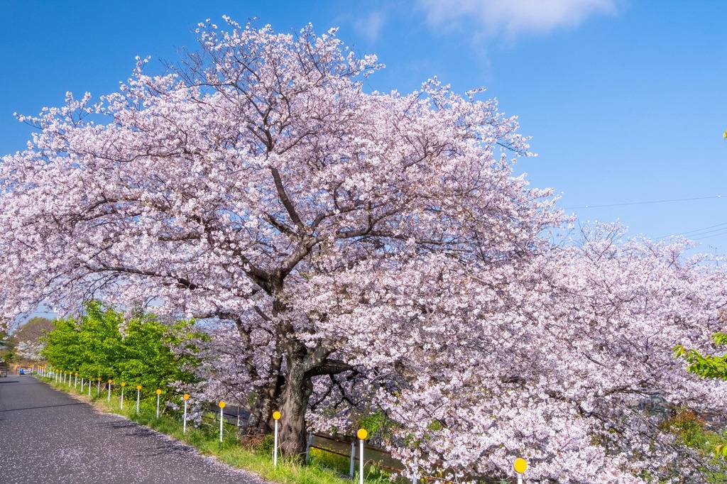 小川の桜（２）