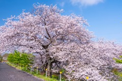 小川の桜（２）