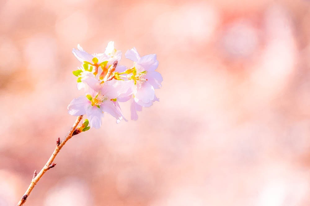 小原四季桜（２）