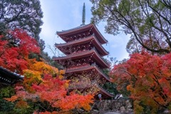 12月の高知（７）
