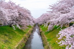 深谷の桜