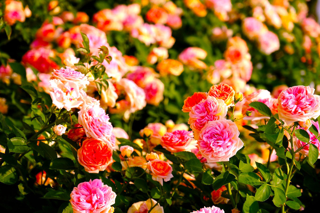 中野市バラ祭り（２）