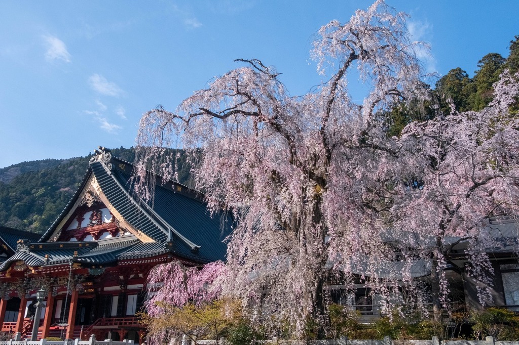 久遠寺の春（４）