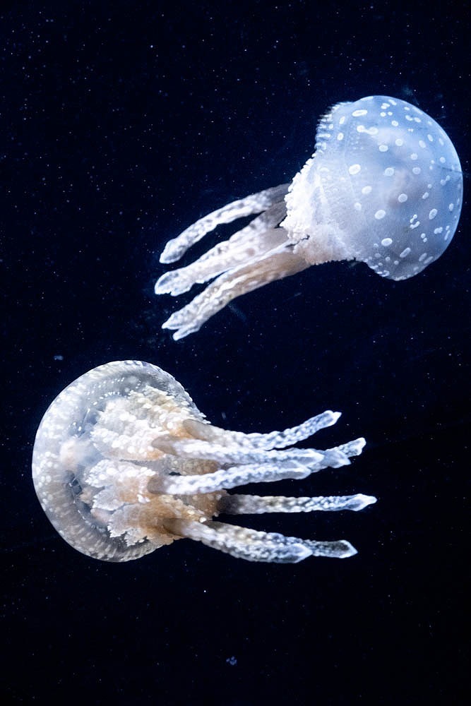 美ら海水族館（９）