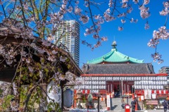 2020年東京の春（３）