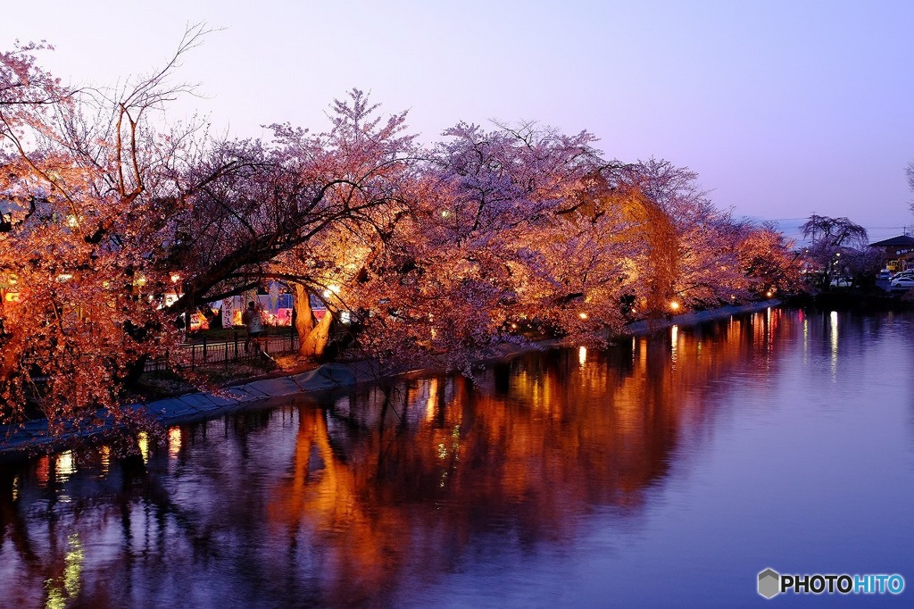 臥竜公園の桜１