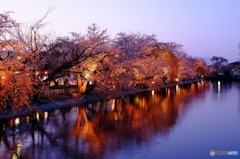 臥竜公園の桜１