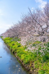 近所の春（５）
