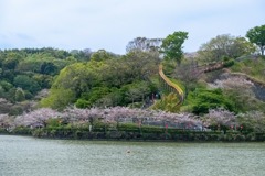 蓮華寺池公園（３）