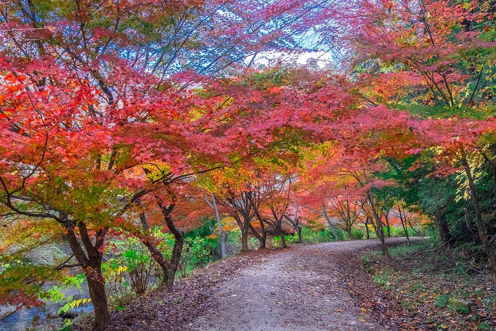 小原四季桜（４）
