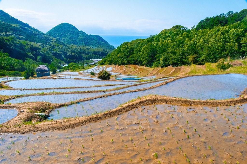 石部の棚田（１）