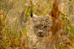 カナダの動物たち（14）