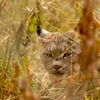 カナダの動物たち（14）