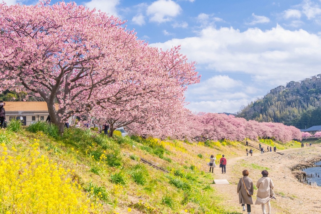 南伊豆桜まつり（１）