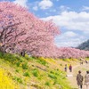南伊豆桜まつり（１）