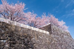 舞鶴城の桜（３）