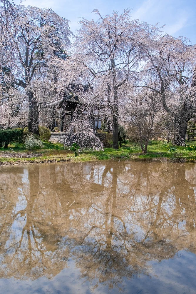 安養寺の桜（３）