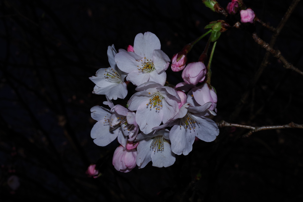 桜