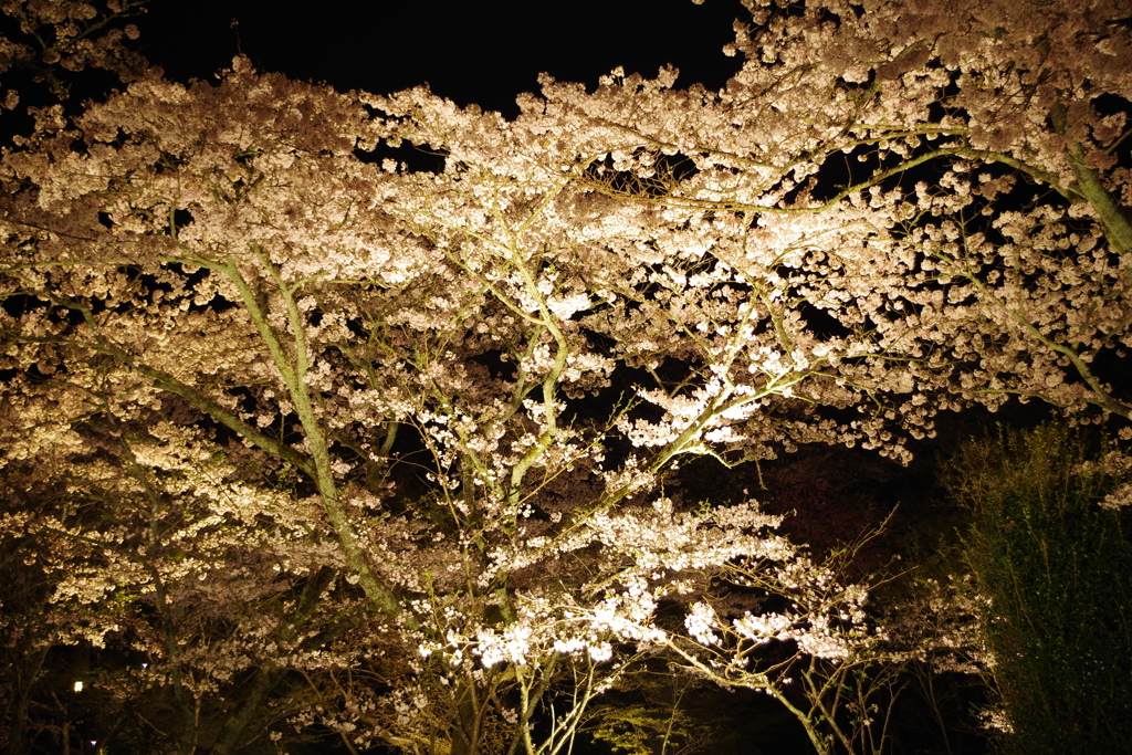 夜桜