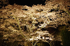 夜桜
