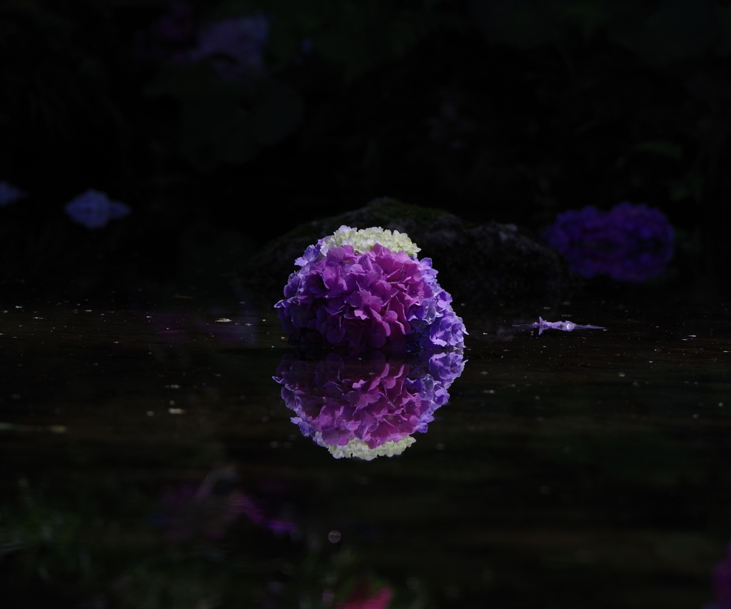 水面の紫陽花