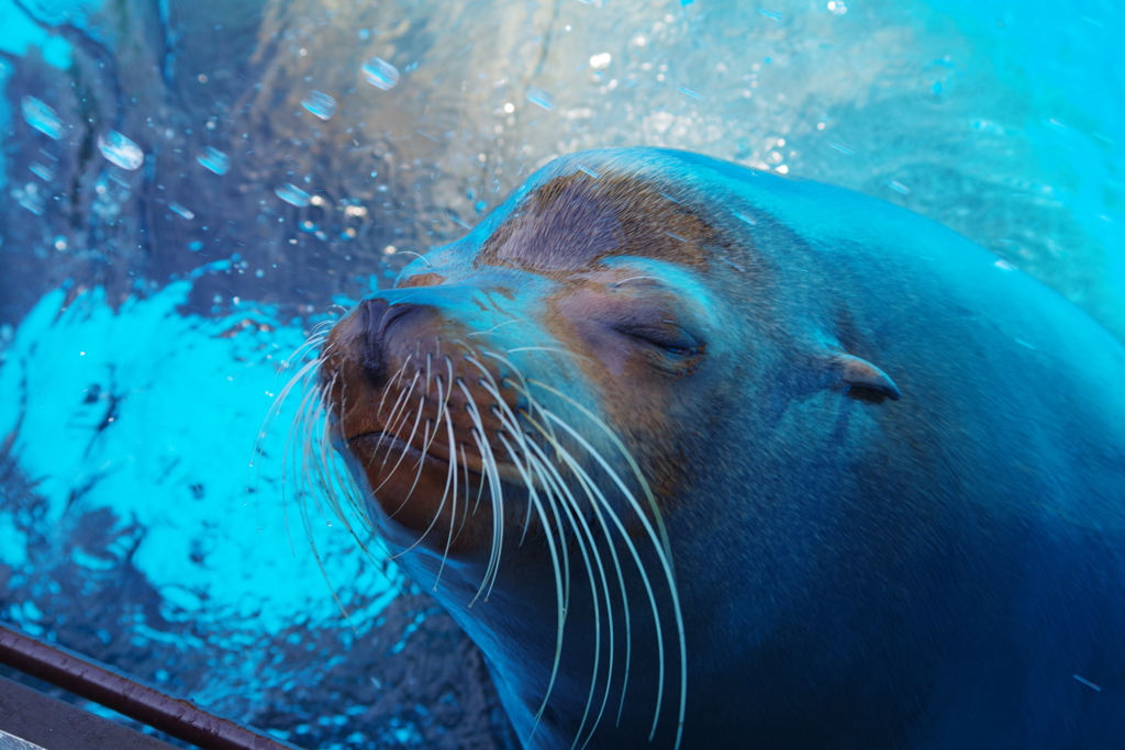 水浴びアザラシ