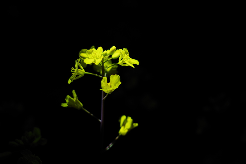 菜花