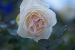 薔薇(白)